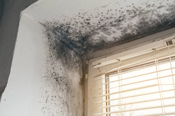 Affordable Hvac And Air Duct Mold Remediation solutions in Graham, TX